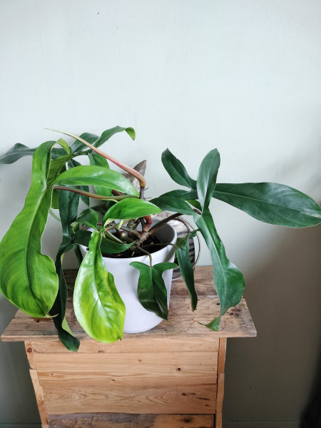 Plant Philodendron 69686