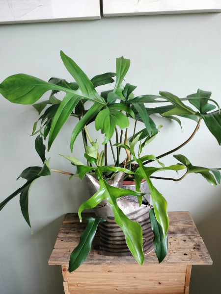 Stekje Philodendron Florida Green