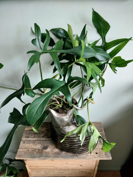 Plant Philodendron Florida Green