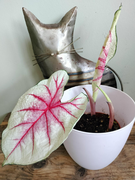 Caladium 'Fiësta' knol . Verzending eind Maart