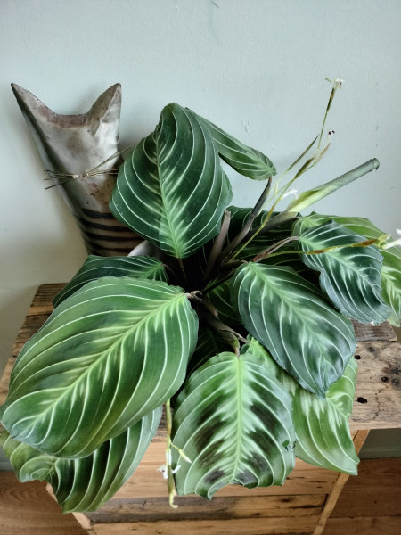 Stekje Maranta No Id Cat Moustache