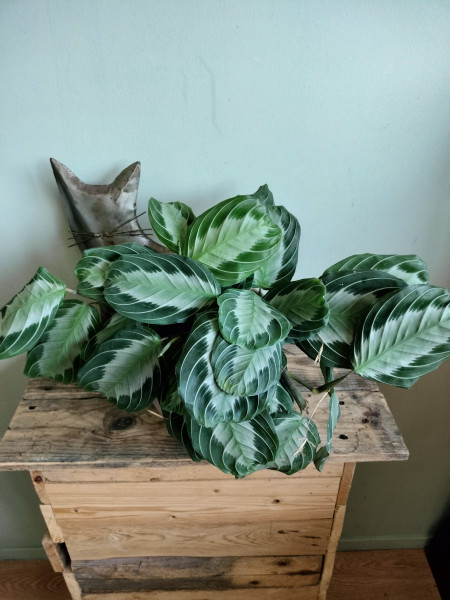 Stekje Maranta Silverband