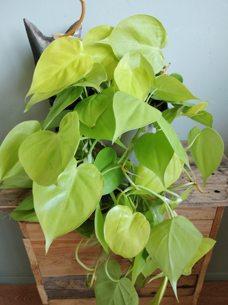 Stekje Philodendron Micans Lemon Lime