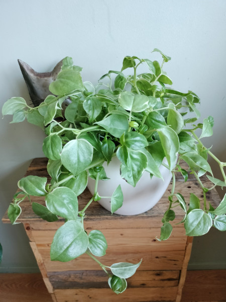 Stekje Peperomia Scandens Variegata