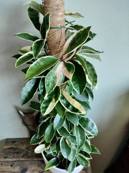 Hoya Krimson Queen