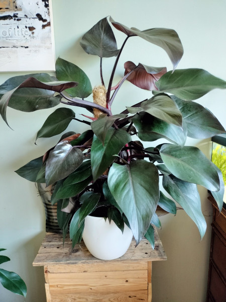 Stekje Philodendron Royal Queen