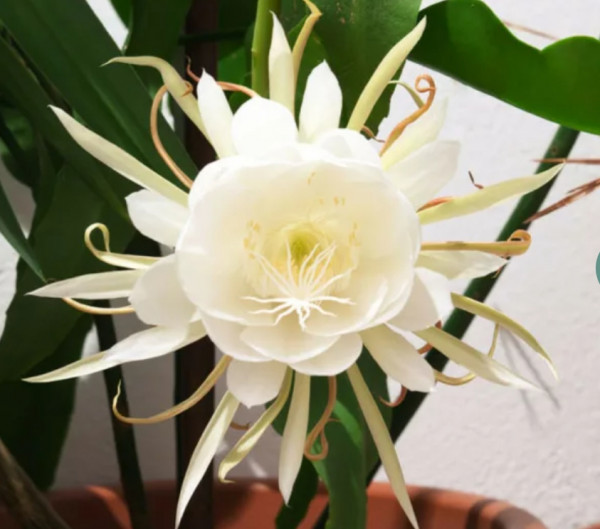 Stekje Epiphyllum Oxypetalum / Queen of The Night