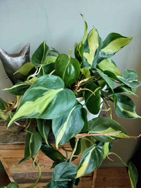 Stekje Philodendron  Brasil