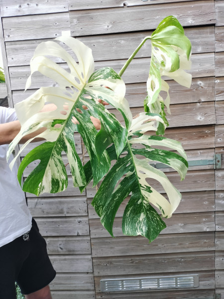 Kopstek Monstera Variegata XL 3