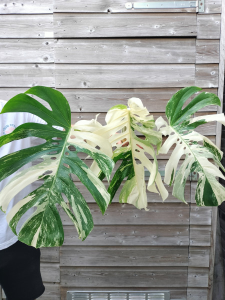 Kopstek Monstera Variegata XL 5