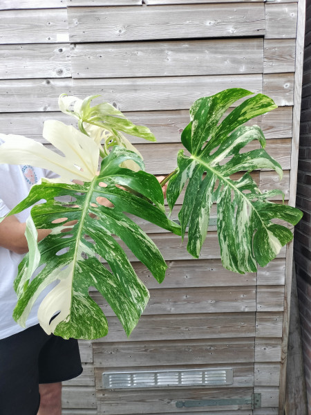 Kopstek Monstera Variegata XL 6