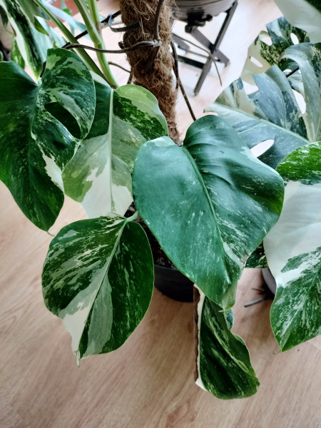 Monstera Variegata stekken van de foto's