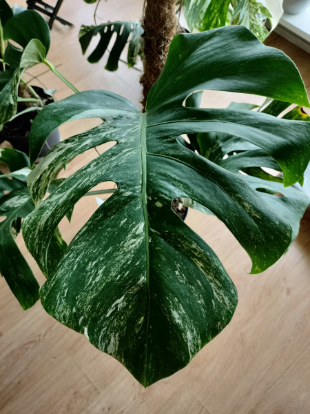 Stek Monstera Variegata groen wit gemarmerd