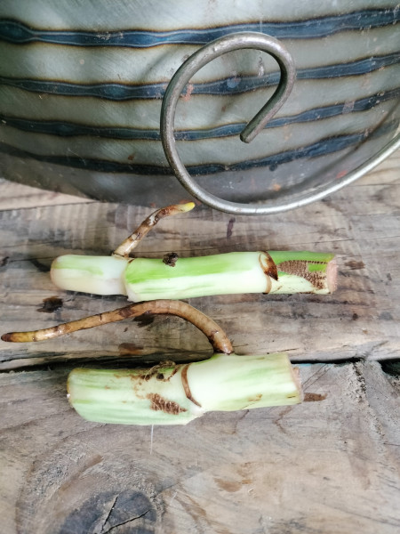 Wetstick Monstera Variegata , veel wit in de stam