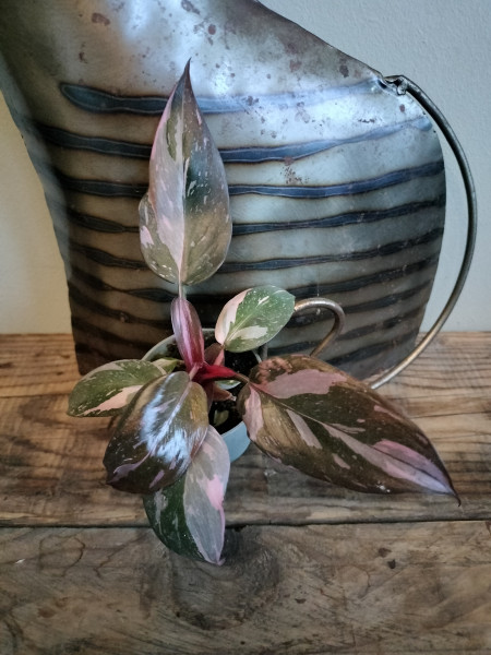 Plantje Philodendron Pink Marble P6