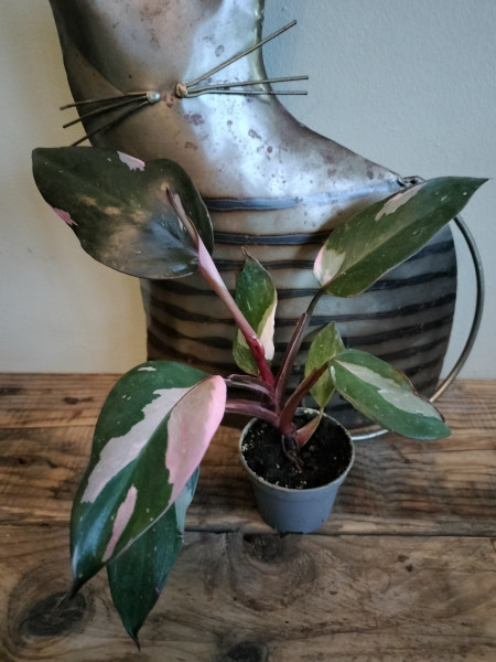 Plantje Philodendron Pink Princess P 6