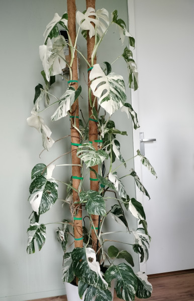 Stek Monstera Variegata / Veel wit in de stam