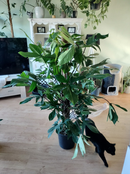 Stek Philodendron Florida Green
