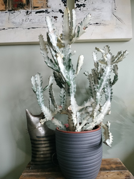 Stekje Euphorbia White Ghost kleiner dan 10 cm