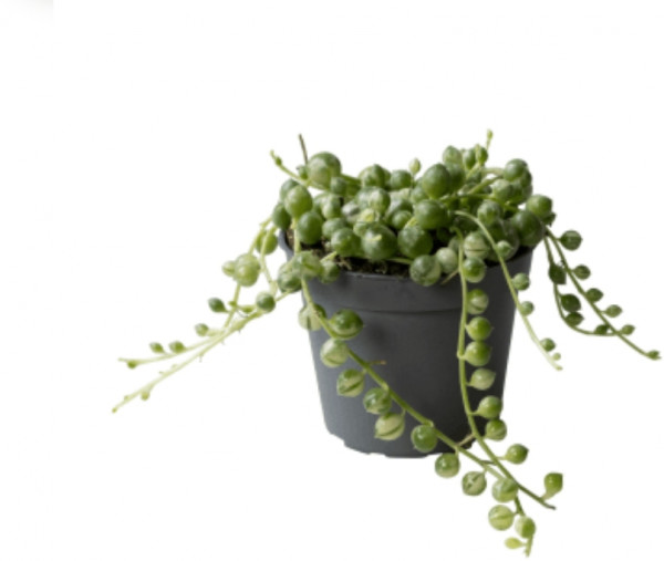 Plant Erwtenplantje Variegata - Senecio Rowleyanus Variegata P6 ( leverdatum 24 Maart )