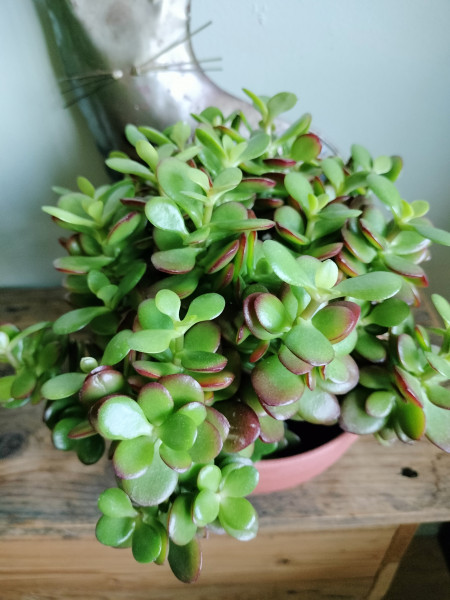 Stekje Crassula Minor