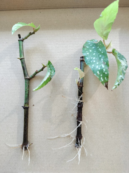 Begonia Tamaya