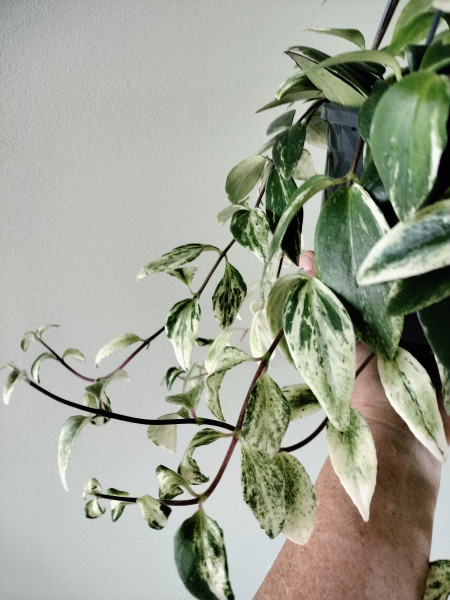 Stekje Lipstickplant Variegata ( Aeschynanthus )