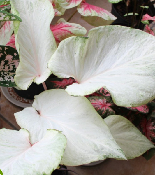 Caladium  Florida Moonlight knol