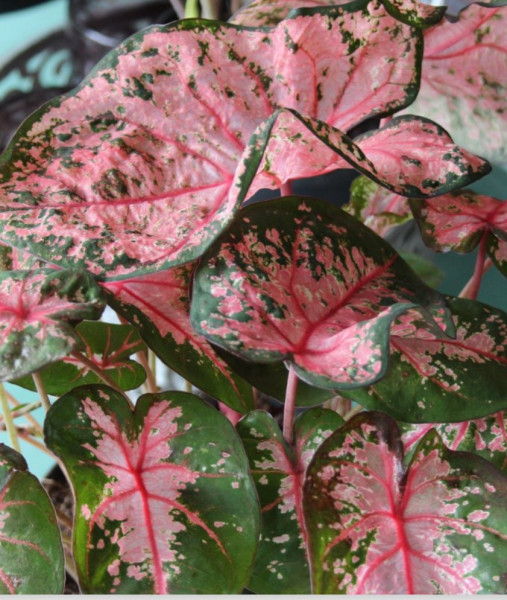 Caladium Pink Beauty knol