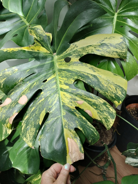 Stek Monstera Aurea