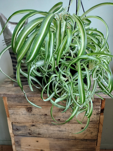 Graslelie gekruld , Green White