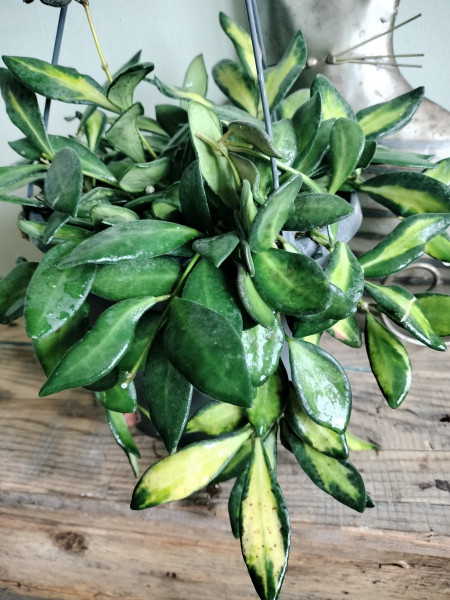 Stekjes Hoya burtoniae variegata