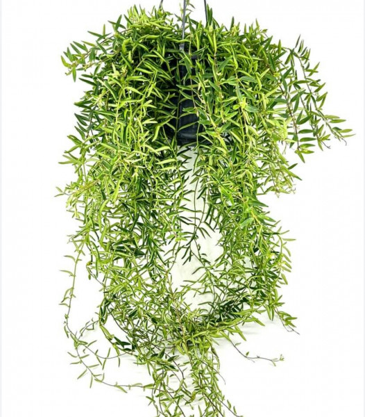 Stekje Lipstickplant Green star