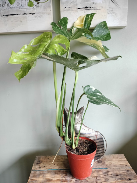 Plant Monstera Thai Constellation p15