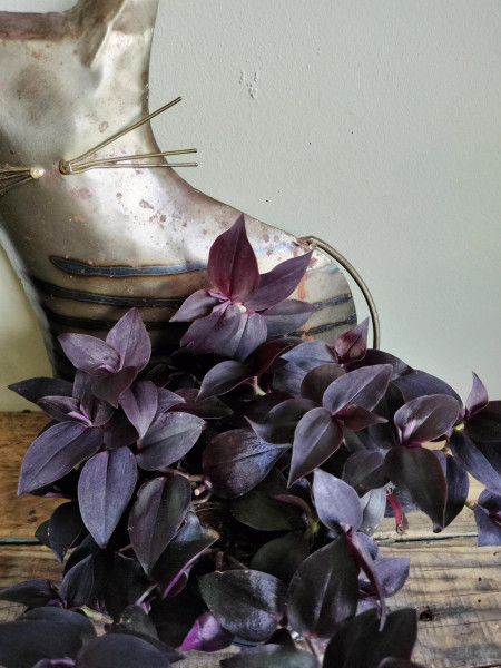 Stekje Tradescantia Zebrina  "Purpurea"