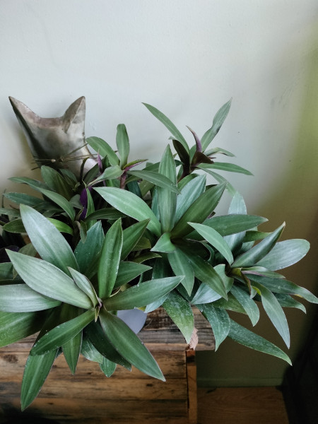 2 Stekjes Tradescantia Spathacea