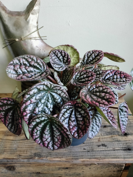 3 bladstekken Peperomia 'Burbella'