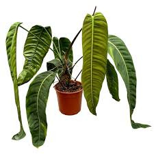 Stek Philodendron Particiae