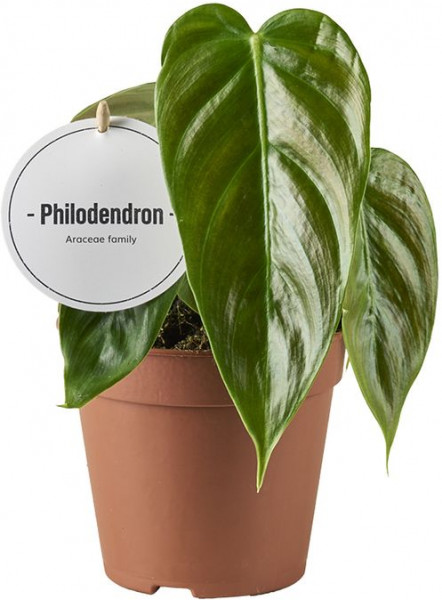 Stek Philodendron Esmeraldense
