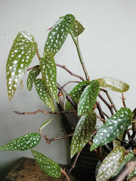 Stekje Begonia Tamaya