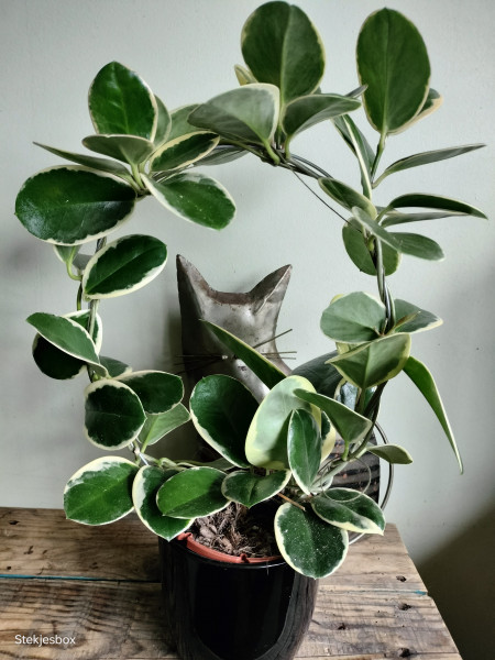 Stekje Hoya "Blondie"