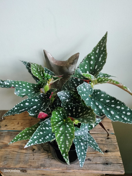 Stekje Begonia "Spotlight"