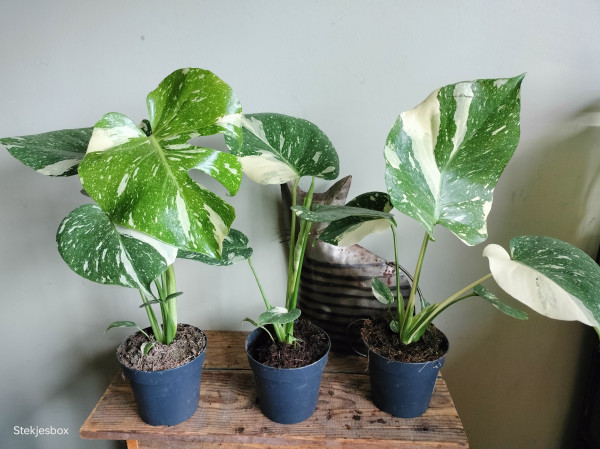 Plant Monstera Thai Constellation potmaat 14