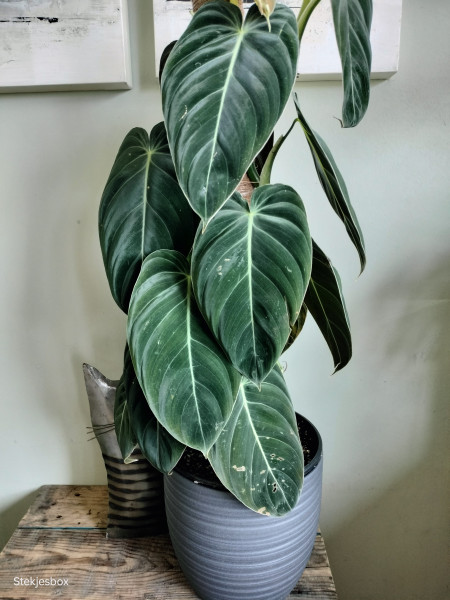 Stek Philodendron Melanochrysum