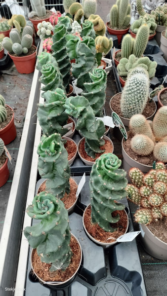 Plant Cereus forbesii ‘Spiralis’