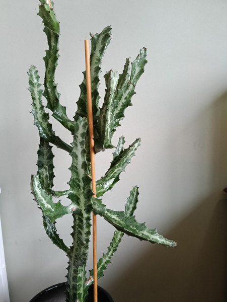 Stekje Euphorbia Lactacea