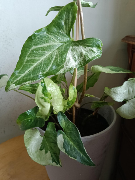 Stekje Syngonium 'Three Kings'