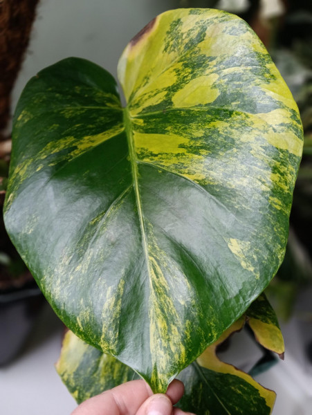Stek Monstera Aurea