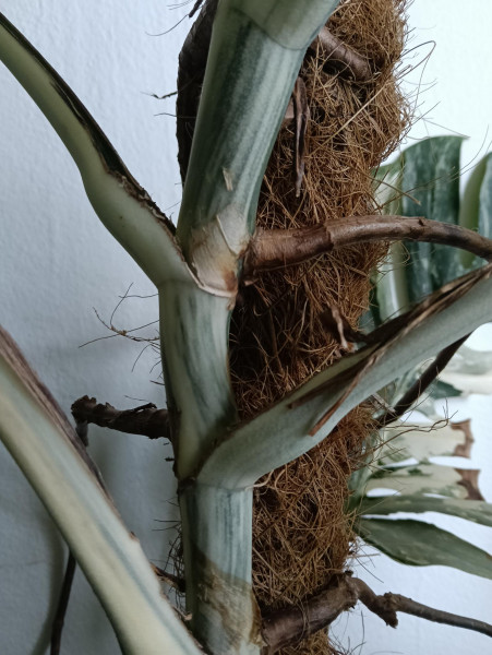 Wetstick Monstera Variegata , VEEL WIT