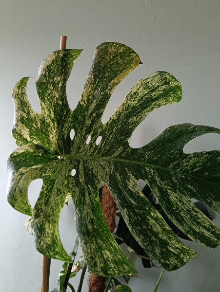 Stek Monstera Full Mint